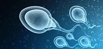 An Overview of Sperm Sorting Technologies - News-Medical.Net