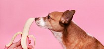 Diese 3 Lebensmittel sind pures Gift für Hunde! - Vital