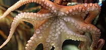 Octopus and human brain have same jumping genes: study - Geo News