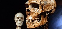 Neandertalarnas hjärna var annorlunda - Ny Teknik