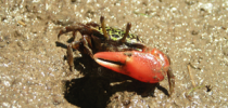 Burrowing crabs bring beneficial bacteria to mangroves - EurekAlert