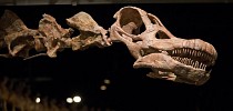 Легкий та маленький: в Аргентині відкрили невідомого броньованого динозавра - ТСН