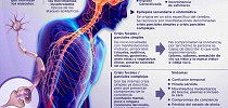 La epilepsia - Infografía - Medicina y Salud Publica