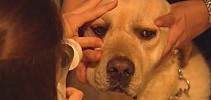 Can owners spread monkeypox to their pets? - FOX 5 New York