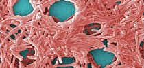 Descoberta molécula que combate 300 tipos de bactérias resistentes aos antibióticos - ZAP