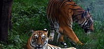 Un tigre dans l'ordinateur: l'intelligence artificielle contre le trafic de félins - Actu Orange
