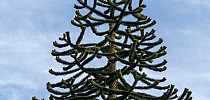 The Ancient Monkey Puzzle Tree is Now Endangered | Nature and Wildlife - Discovery