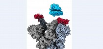 Scientists discover ‘weak spot’ across major Covid-19 variants - Hindustan Times