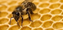 Moderní pesticidy poškozují mozek včel, ty neudrží směr letu - ceskatelevize.cz/ct24