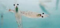El saqueo del krill en la Antártida - ABC.es