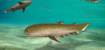Fóssil de Tubarão com mandíbula é o peixe mais antigo já encontrado - Correio Braziliense