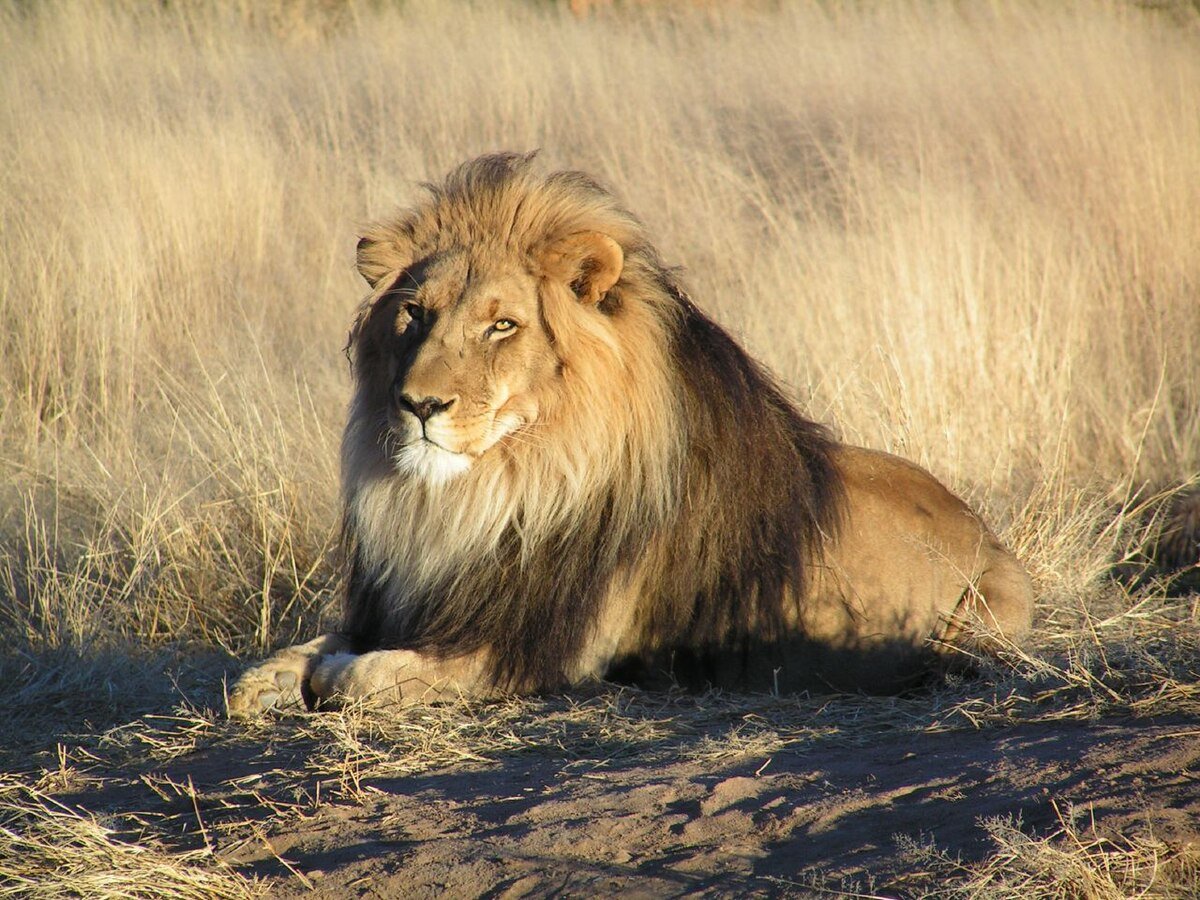 Keeping lions as pets dangerous, can transmit diseases, experts warn