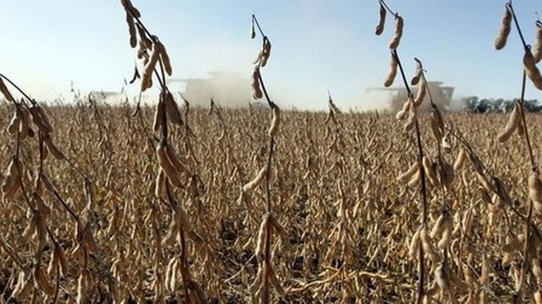 Le soja et le maïs restent proches de leur niveau le plus bas depuis trois ans, les spéculateurs pariant sur une baisse des prix