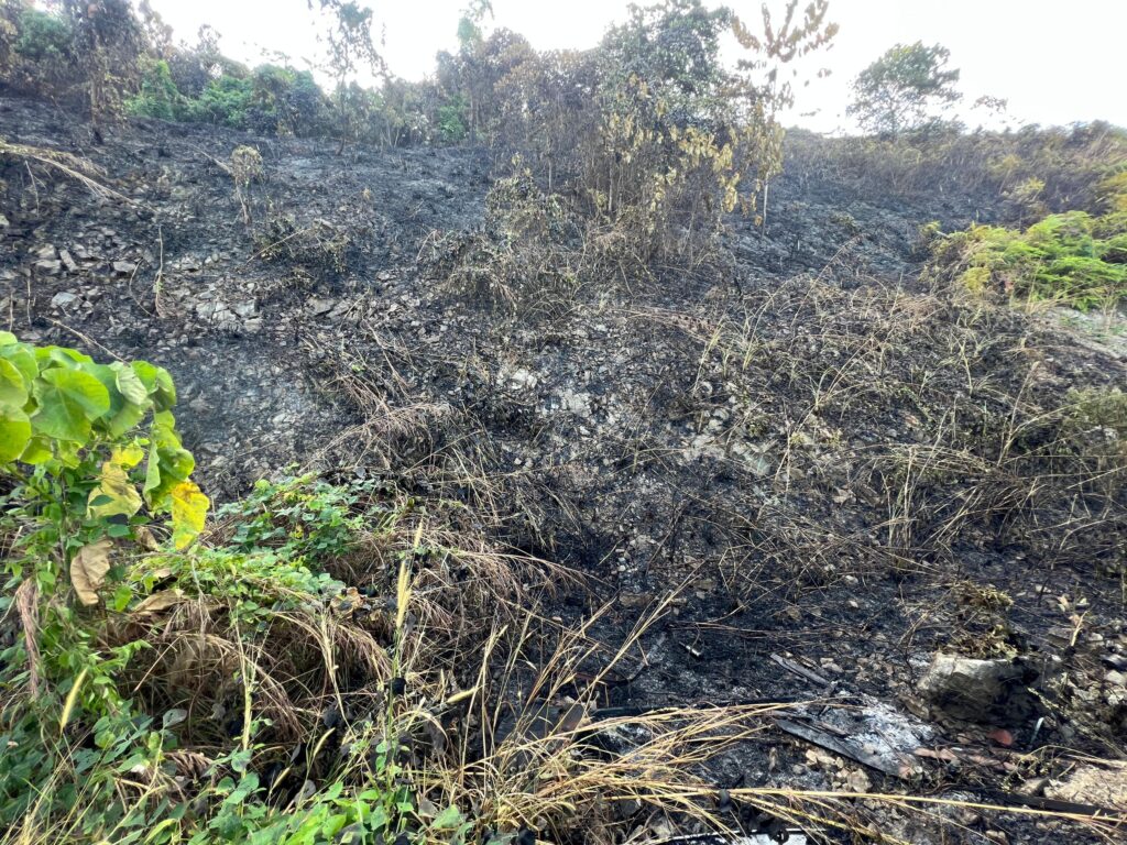 Penduduk gempar kebun durian Musang King terbakar