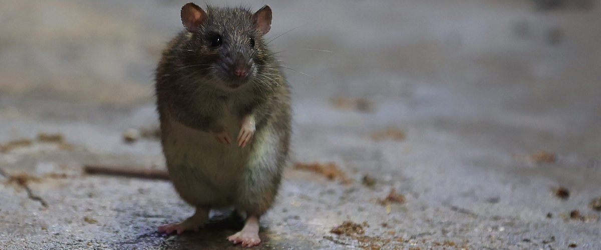 Elle a été en partie dévorée par les rats : une vieille femme retrouvée morte dans le cabanon de jardin qui lu