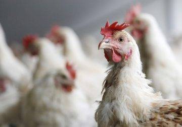 БАБХ откри огнище на птичи грип в Цалапица - Труд
