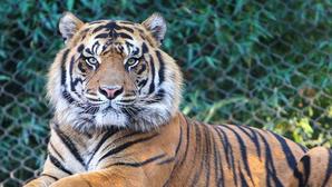 Pilibhit Tiger Reserve To Replace Solar Fencing With Chain Link Fence
