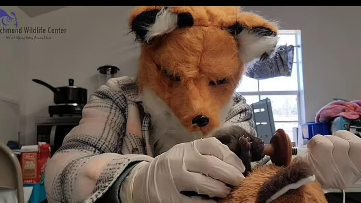 Skurriles Video aus den USA: Warum Tierpfleger plötzlich eine Fuchsmaske tragen