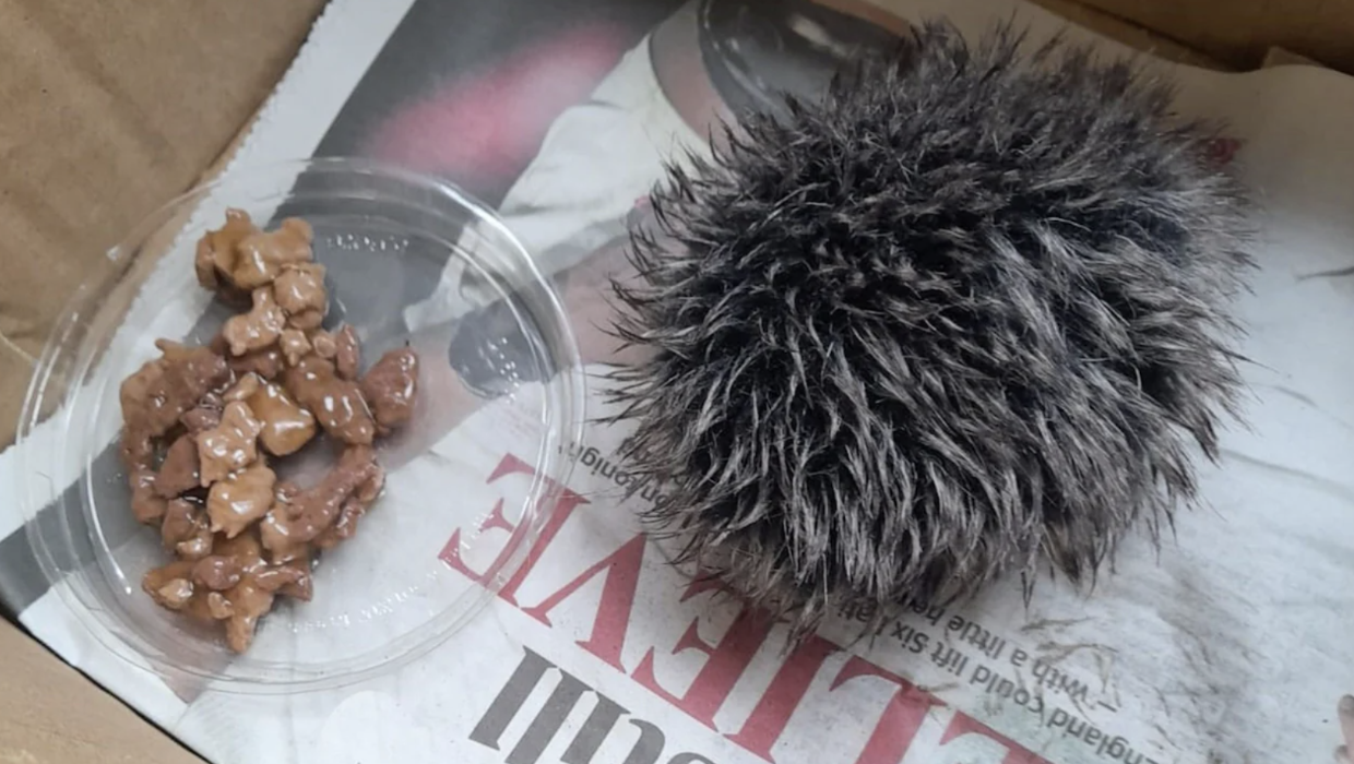 Rescued ‘baby hedgehog’ turns out to be hat bobble