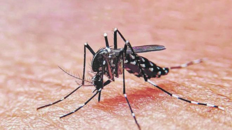 Alerta dengue: cuáles son los síntomas, cómo se diagnostica y cuándo puede ser peligroso