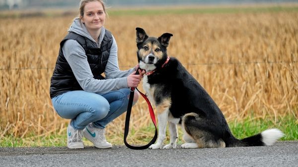 Seit fünf Jahren im Tierheim Wesel: Keiner will Hund Azrael