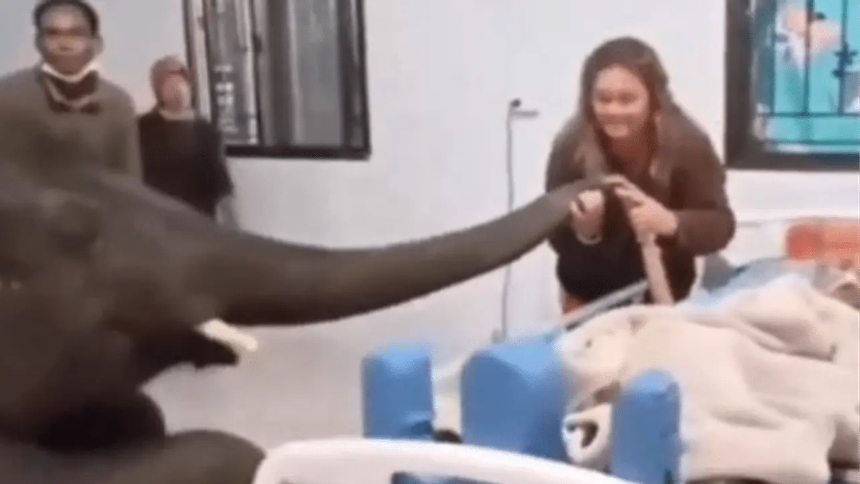 Viral: Pequeño elefante entró sigilosamente a un hospital, fue a visitar a su cuidador enfermo