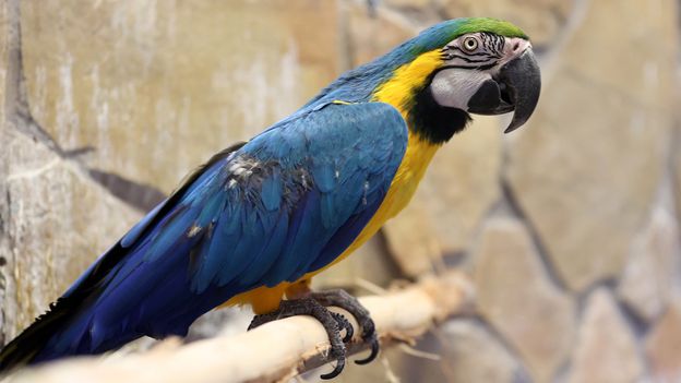 Chlamydia-like 'parrot fever' won't be the next bird flu pandemic, experts say - BBC.com