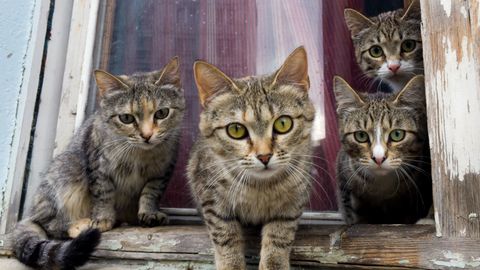 Franču pārim, kas dzīvoja kopā ar 159 kaķiem, aizliedz turēt mājdzīvniekus