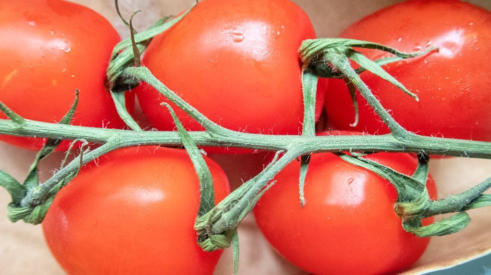 Norske tomater på vei til butikkene