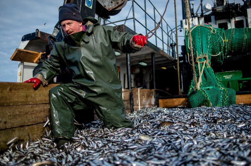 Ловим все больше, а едим все меньше: как накормить Россию дешевой и вкусной рыбой