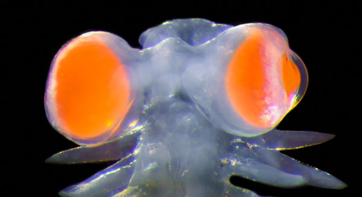 Химерний морський черв’як має очі, які важать у 20 разів більше, ніж решта його голови - NNews