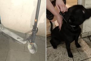 Furry friend alerts family of e-scooter fire