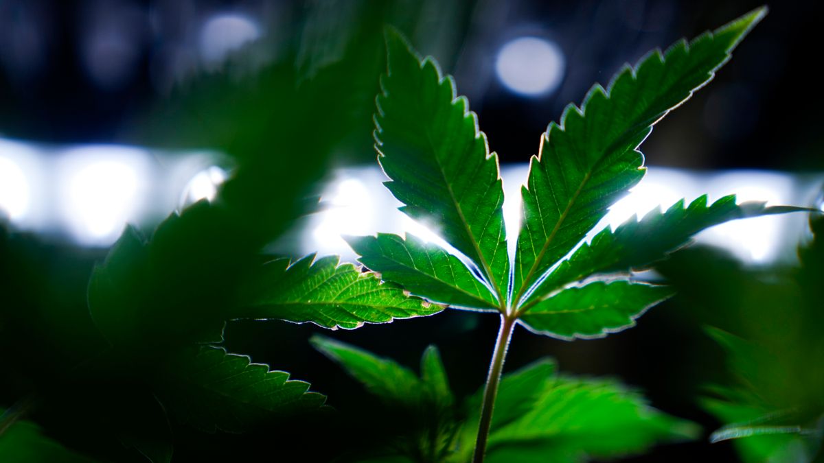 Cannabis: Bundesregierung will Gesetz verschärfen – Regeln für Anbauverbände