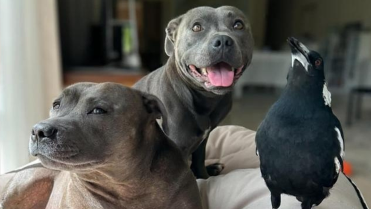 Insta-famous animal friends Molly and Peggy reunited as magpie returned to Gold Coast home with pet dog