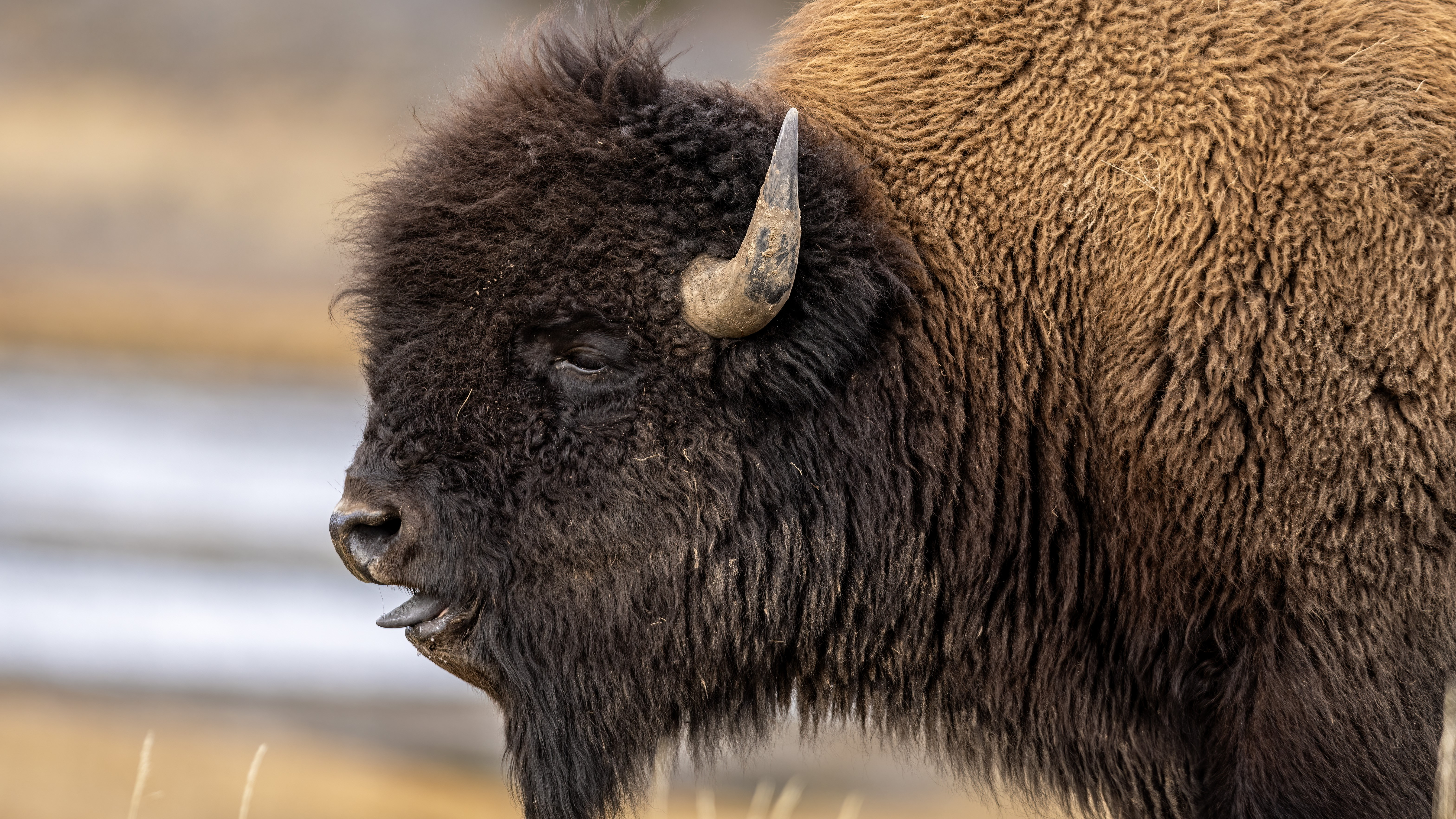 Yellowstone hiker ignores warnings to take selfies with massive bison on boardwalk