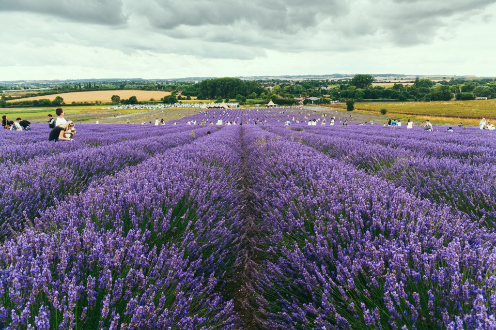 You can see some of the most beautiful flower fields on Earth right here in the UK
