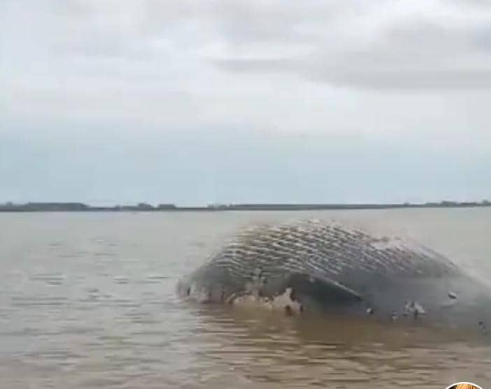 Whale carcass discovered at Pulau Seduku near Sri Aman