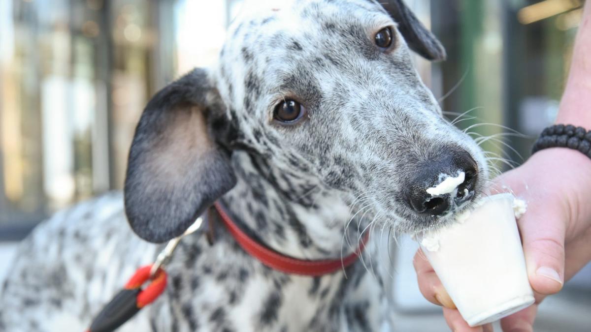 Can Dogs Eat Whipped Cream? Here's What a Veterinarian Says - Yahoo Life