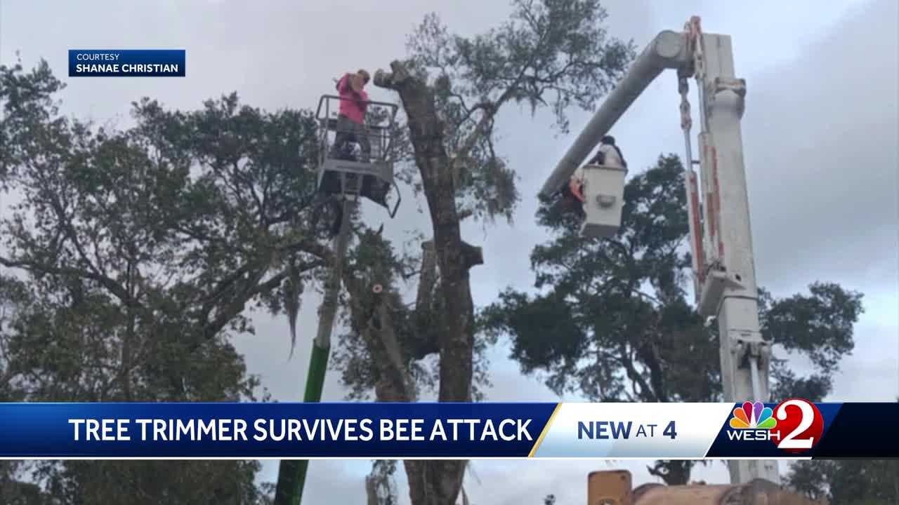 Florida man survives more than 100 bee stings, 30-foot fall