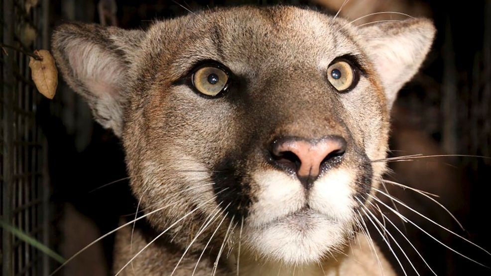 2 cougars, raccoon in Washington recently diagnosed with bird flu - KOMO News