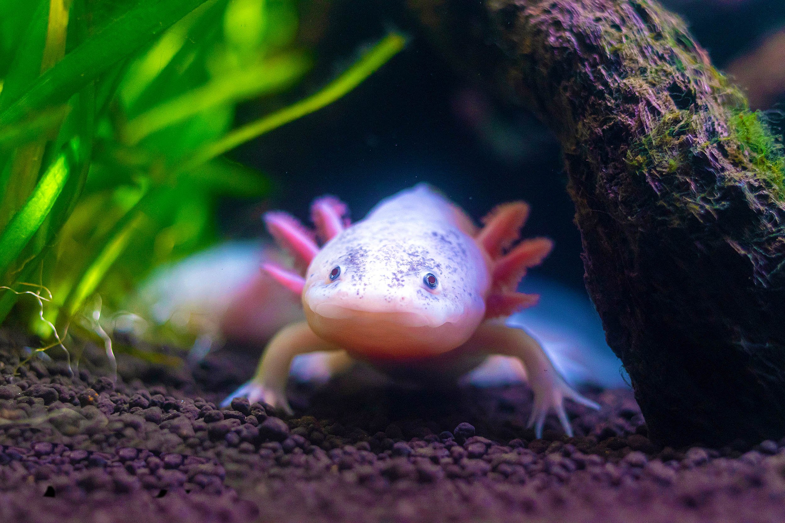 Axolotls have exploded in popularity, but they are also fighting extinction - Earth.com