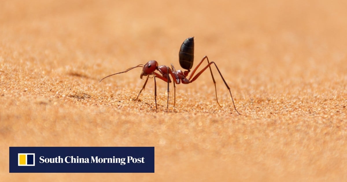 Chinese scientists look at desert ant to create ultra-thin light sensor chip - South China Morning Post