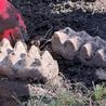 Couple gardening outside discover colossal animal teeth poking out of the soil