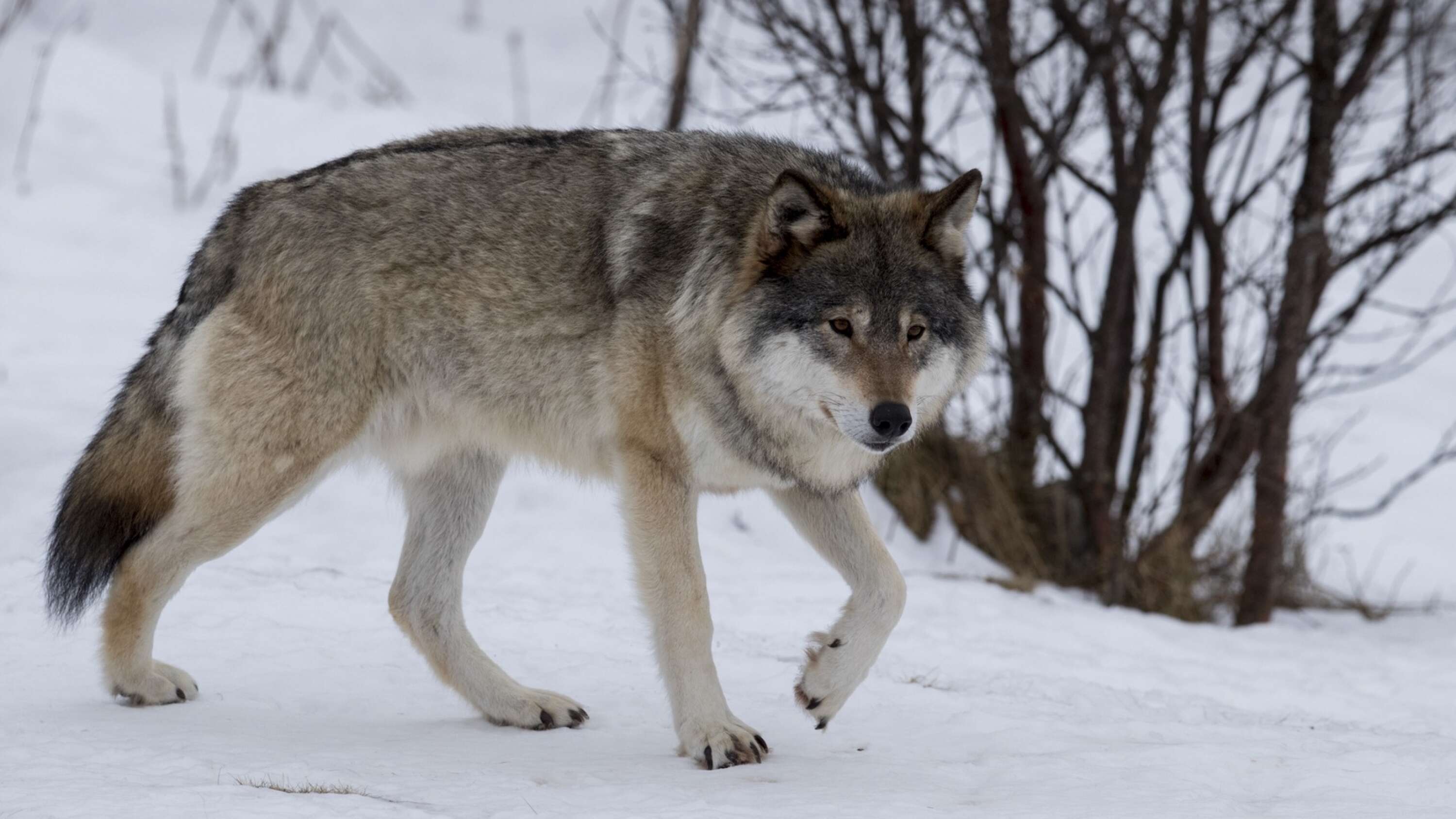 Vargjägare störda av maskerade personer: ”Upplevs som otrevligt att ha dem i närheten”